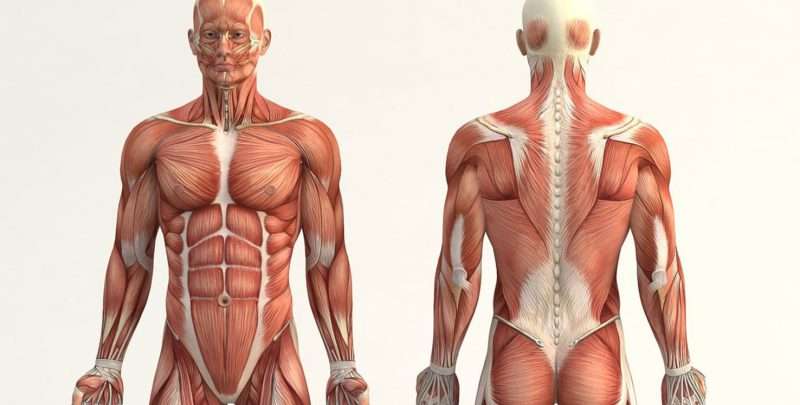 Introdução À Anatomia: A Base Para Sua Jornada Na Saúde 🩺 Vamos desvendar os segredos da introdução à anatomia e embarcar em uma jornada de descobertas que te acompanhará por toda a sua carreira.