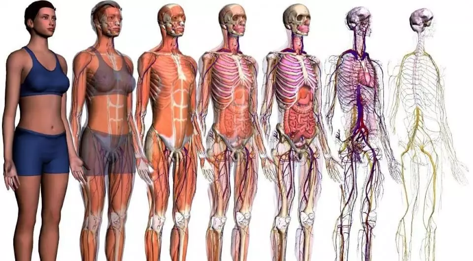 Já se perguntou como cada parte do seu corpo se encaixa e funciona em perfeita harmonia? A anatomia humana é a chave para desvendar esse quebra-cabeça fascinante! Prepare-se para uma jornada incrível pelo mundo interior, onde cada célula, tecido e órgão contam uma história. Vamos desvendar sobre introdução à anatomia humana.