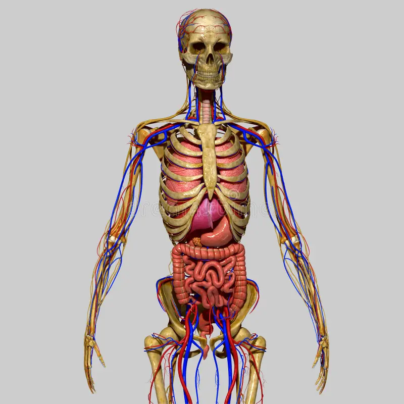 Introdução À Anatomia: A Base Para Sua Jornada Na Saúde 🩺 Vamos desvendar os segredos da introdução à anatomia e embarcar em uma jornada de descobertas que te acompanhará por toda a sua carreira.