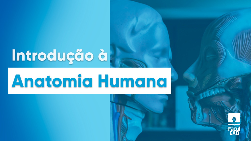 Introdução À Anatomia Humana: Conceitos, Divisões E Estudos Ei estudante descubra aqui quais são os conceitos, divisões, estudos e Introdução À Anatomia Humana e tire nota 10 nos seus estudos básicos.