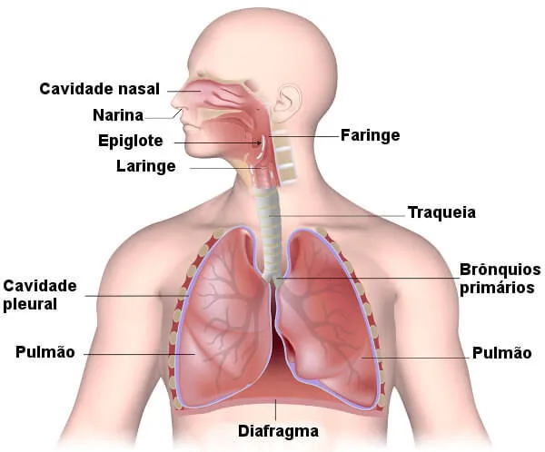 Já parou para pensar como seria a vida sem respirar? 🤔 Parece óbvio, mas a respiração é um processo vital que muitas vezes passa despercebido. O sistema respiratório é o maestro por trás dessa orquestra, garantindo que cada célula do nosso corpo receba o oxigênio necessário para funcionar e eliminando o gás carbônico, um resíduo metabólico.