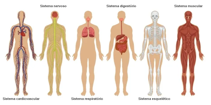 Para estudantes e profissionais da área da saúde, a introdução à anatomia humana é o primeiro passo para entender o funcionamento do corpo e diagnosticar e tratar doenças. Afinal, como cuidar de algo que você não conhece? A anatomia é a base para diversas disciplinas, como fisiologia, patologia e farmacologia.