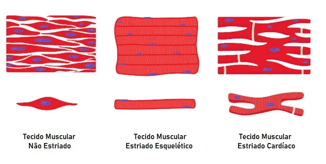 Imagine um mundo sem movimento. Sem o pulsar do seu coração, sem a capacidade de caminhar, sorrir ou até mesmo respirar. Assustador, não é? O tecido muscular e o sistema muscular são os maestros dessa sinfonia vital, orquestrando cada contração e movimento do nosso corpo. Se você é um futuro profissional da saúde, entender essa dupla dinâmica é essencial para sua jornada.