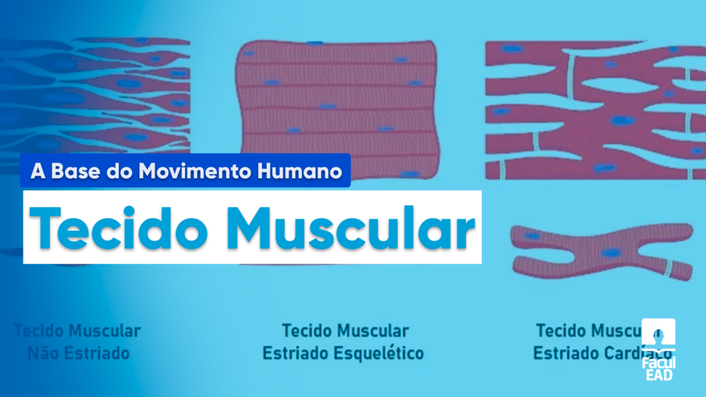 Sistema Muscular: Características, Funções E Tipos - 4 Tipos Neste artigo, vamos desvendar os segredos do tecido muscular e do sistema muscular: Características, Funções e Tipos - Facul.EAD