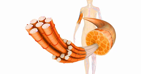 Agora que você já conhece o motor, vamos falar sobre a máquina: o sistema muscular. Ele é formado por centenas de músculos que trabalham em conjunto para produzir todos os tipos de movimentos, desde os mais sutis até os mais complexos.