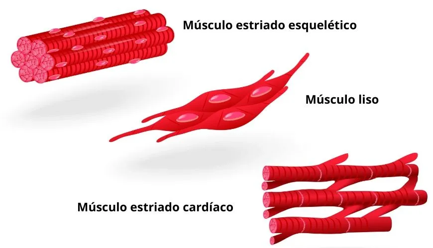 As células musculares são as verdadeiras operárias do sistema muscular. Elas são alongadas e multinucleadas, o que significa que possuem vários núcleos em seu interior. Essa característica garante a produção de grandes quantidades de proteínas contráteis, essenciais para a contração muscular.