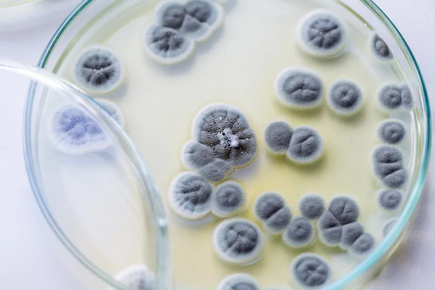 A Microbiologia é o estudo de organismos microscópicos, como bactérias, vírus, fungos e protozoários. Apesar de alguns serem associados a doenças, a maioria desses seres minúsculos são essenciais para a vida, desempenhando funções vitais no ambiente e na nossa saúde. 🦠🔬