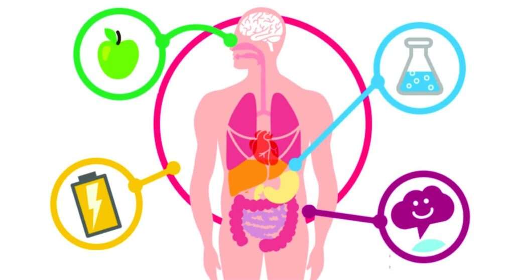 Nosso corpo é capaz de produzir alguns aminoácidos, chamados de não essenciais. Mas existem outros, os essenciais, que só conseguimos obter através da alimentação. 🍎🥦🥩 Por isso, uma dieta equilibrada e rica em proteínas é fundamental! 😉