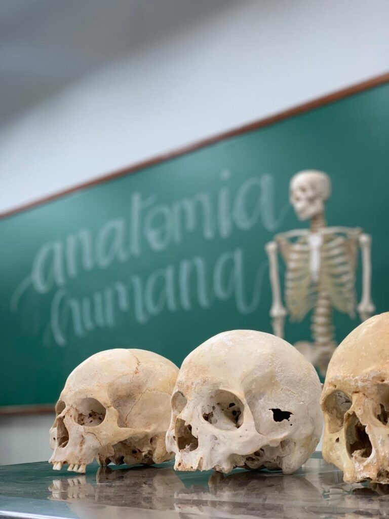 Já parou para pensar em como cada parte do nosso corpo se encaixa perfeitamente, permitindo que a gente realize as mais diversas atividades? 🤔 Se você é graduando na área da saúde, essa curiosidade é ainda mais aguçada, e a resposta para muitas dessas perguntas está em uma ciência fascinante: a Anatomia Humana. O que estuda em Anatomia Humana?
