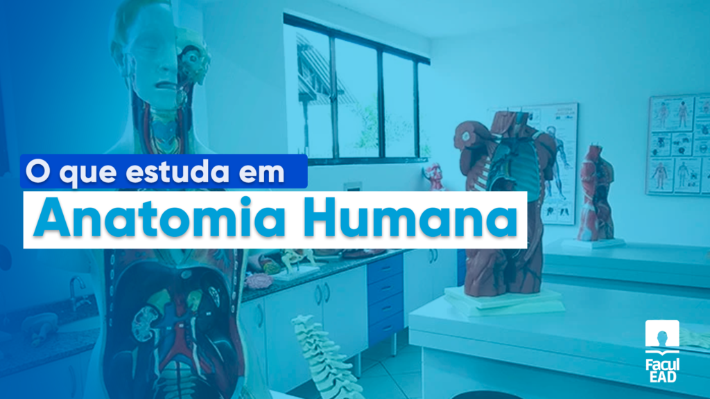 O que estuda em Anatomia Humana: Detalhamento completo O que estuda em Anatomia Humana? A Anatomia Humana fornece o conhecimento fundamental sobre a estrutura e organização do corpo humano.